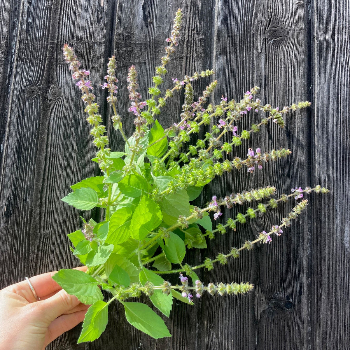 Holy Basil (Tulsi)