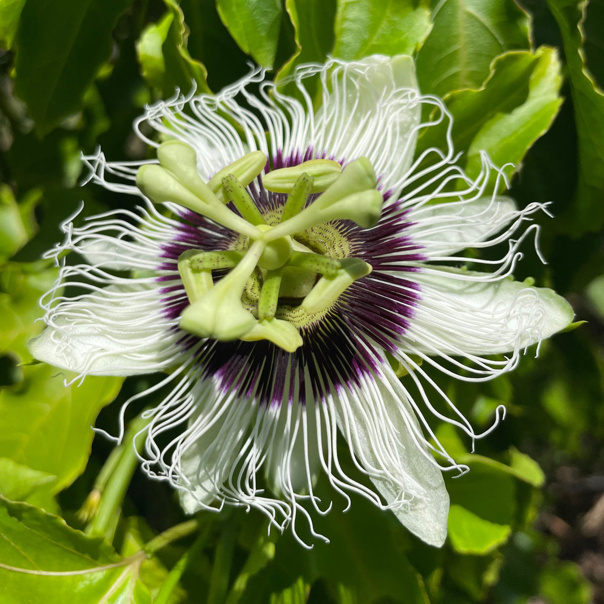 Passionflower