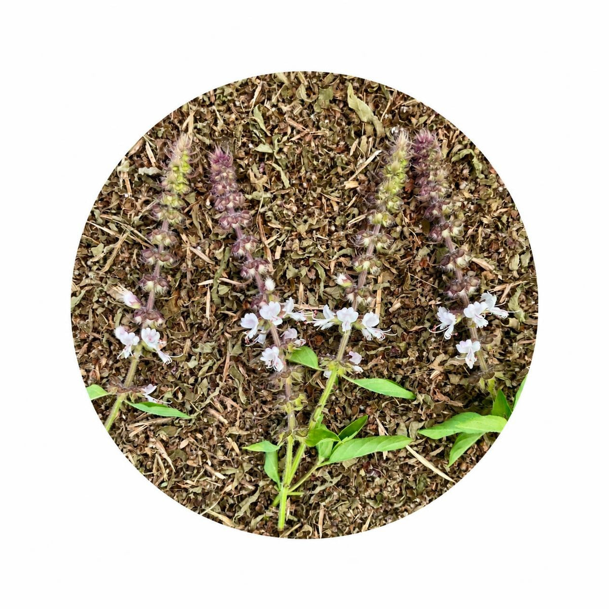 Holy Basil (Tulsi) Loose Leaf Tea - Jar